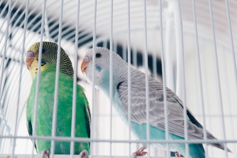 parrot care
