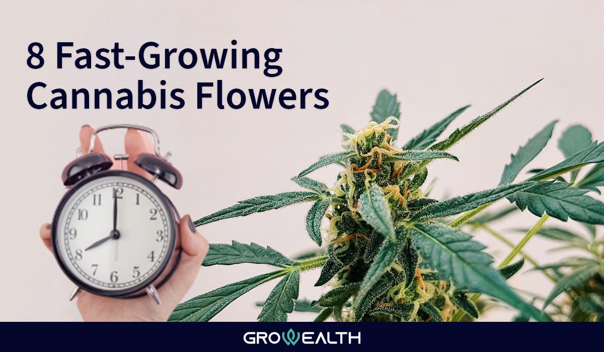 The top 8 Fast-growing indoor weed
– Growealth