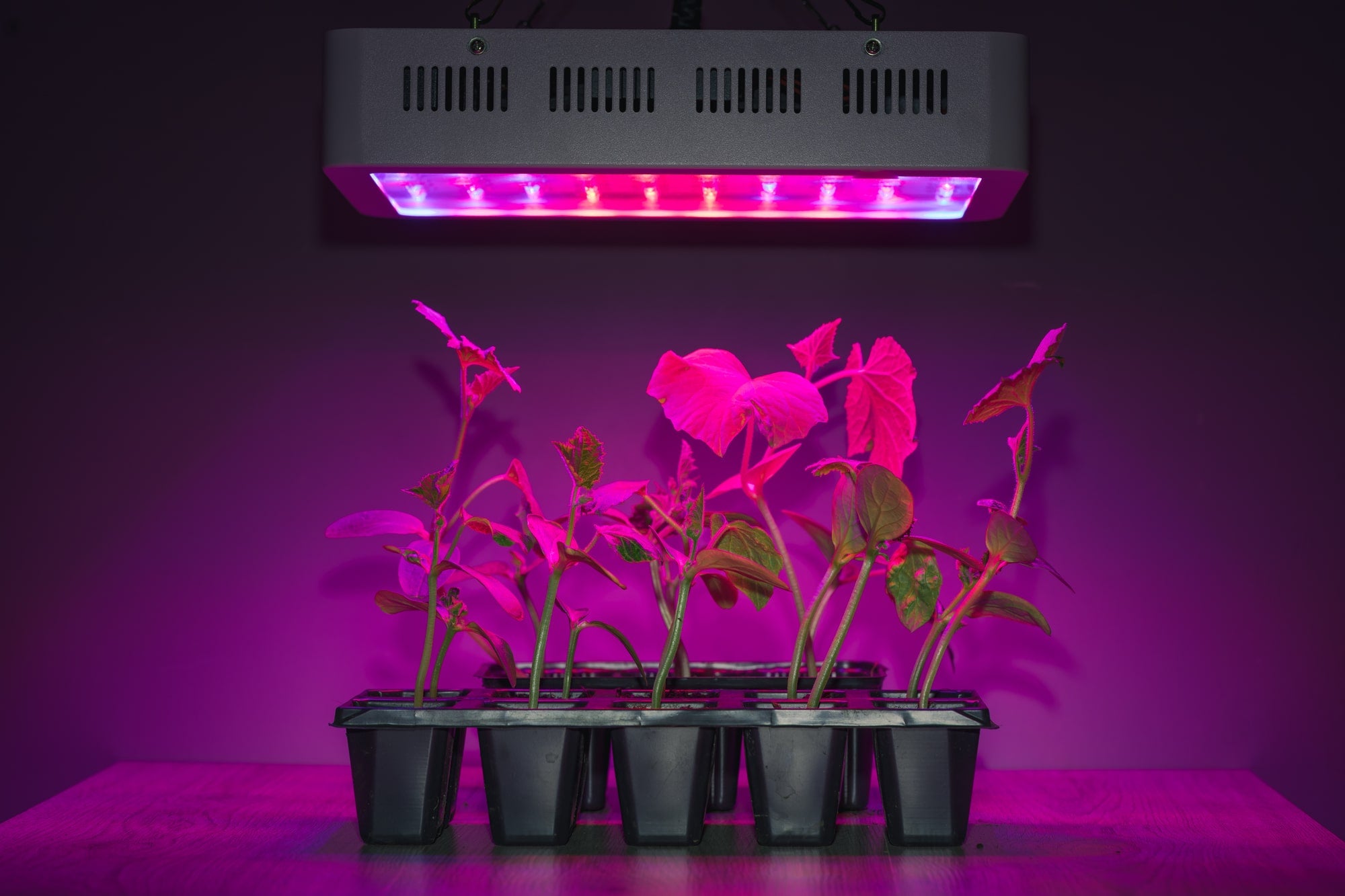 LED grow light