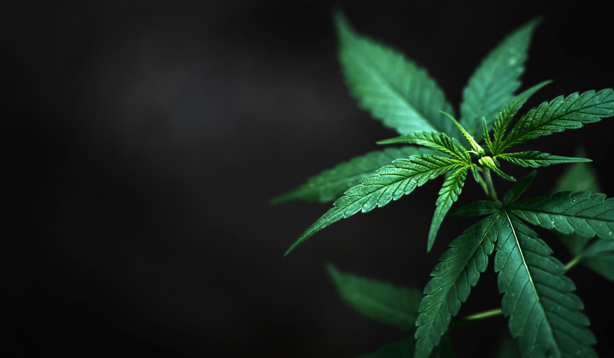 A-cannabis-plant-dark green