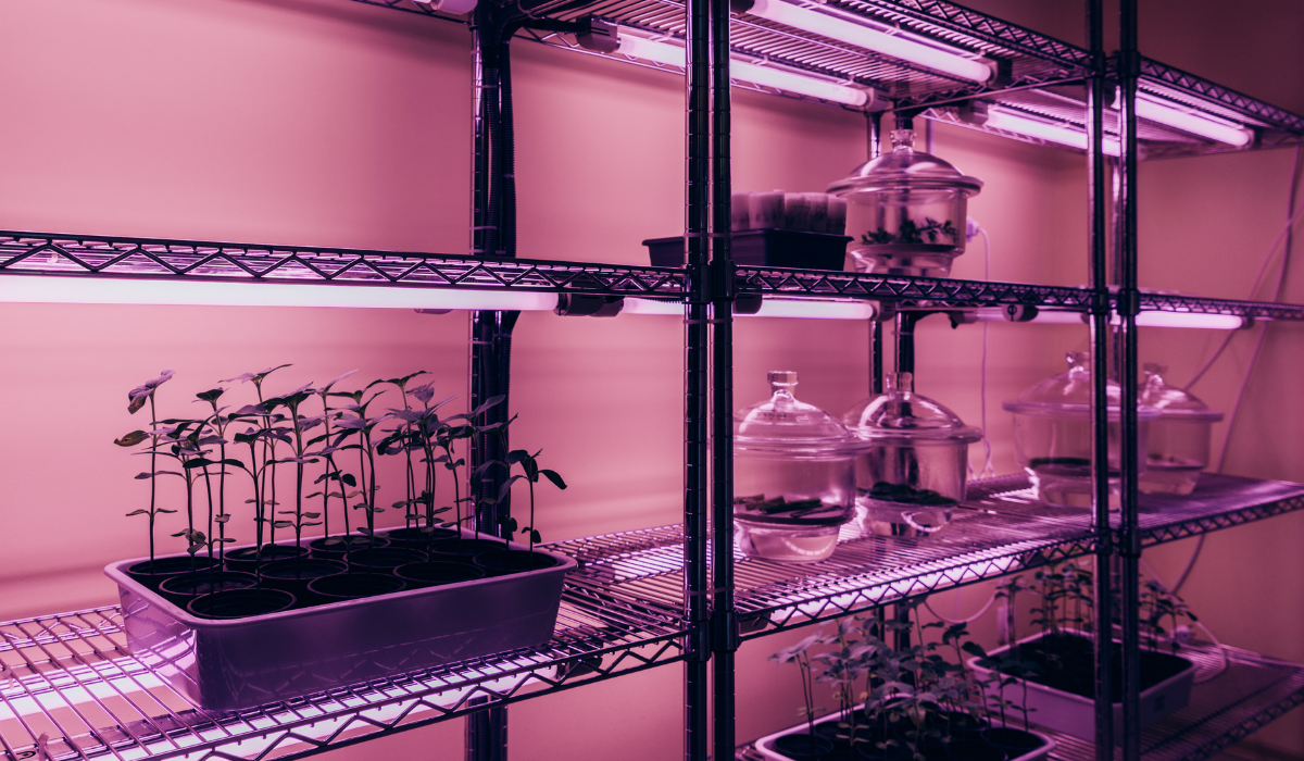 A few-plants-on-shelves-with-violet-lights