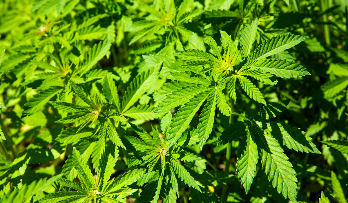 A marijuana-plant-receiving-sunlight