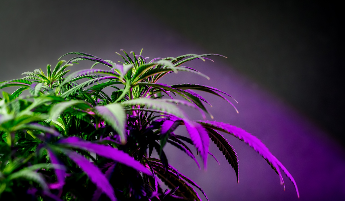 A marijuana-plant-with-ultraviolet-light