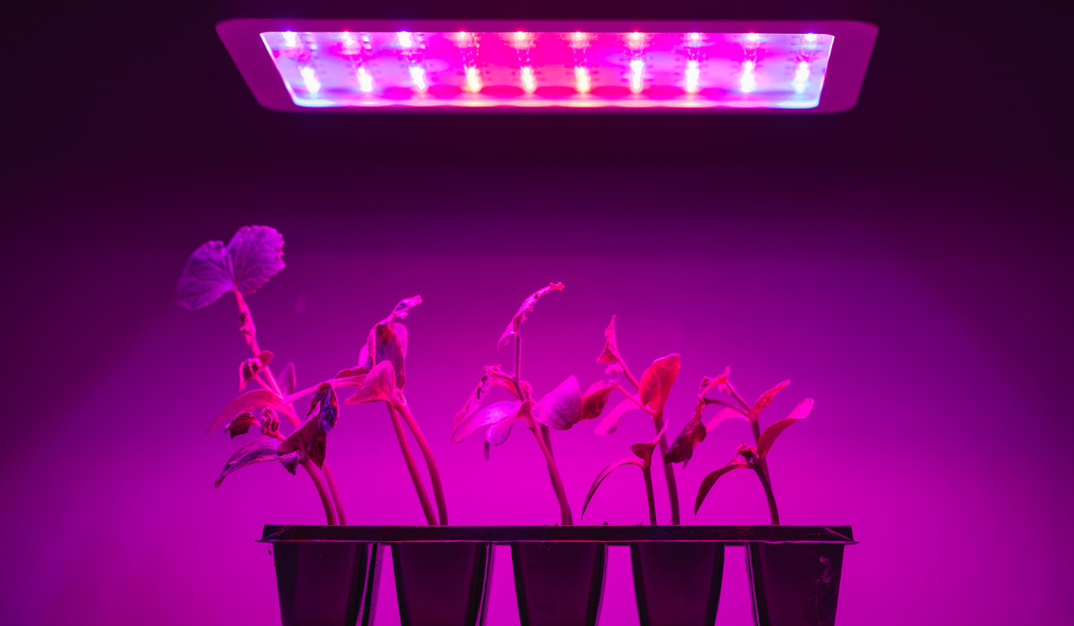 Best-Grow-Lights