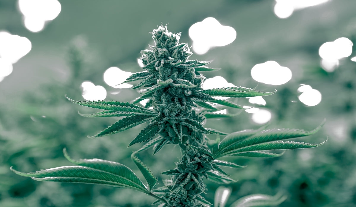 Grow cannabis indoors with LED lights