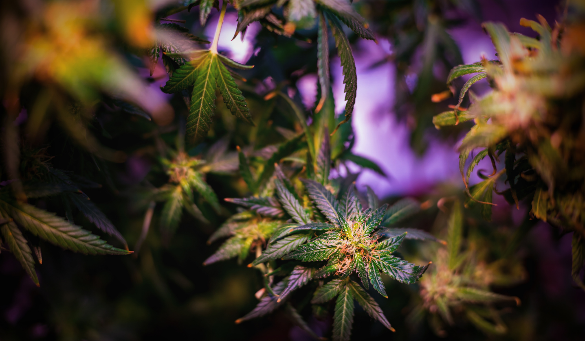 Cannabis-plant-with-blue-light