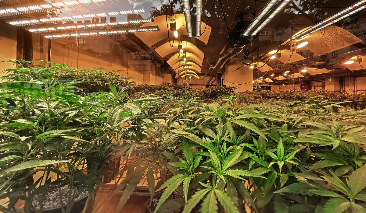 Cultivation-of-marijuana-in-enclosed-space-with-growth-lights