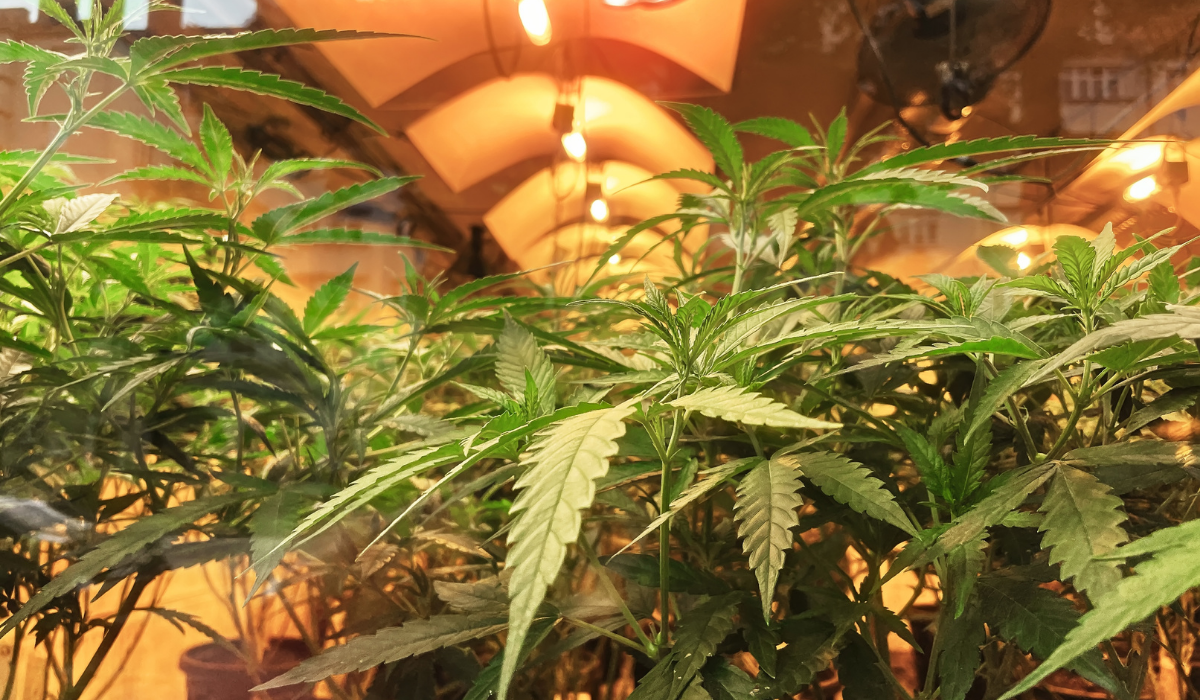 Cultivation-of-marijuana-with-lights-of-cultivation