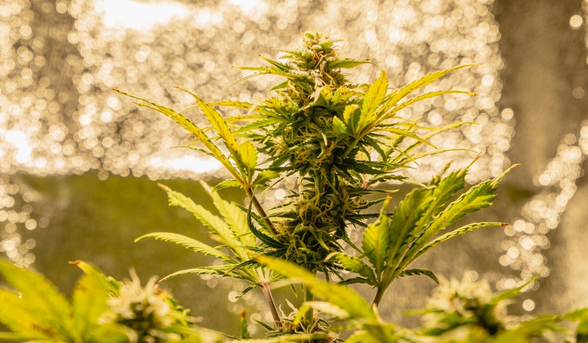 Grow marijuana plant in a tent at home