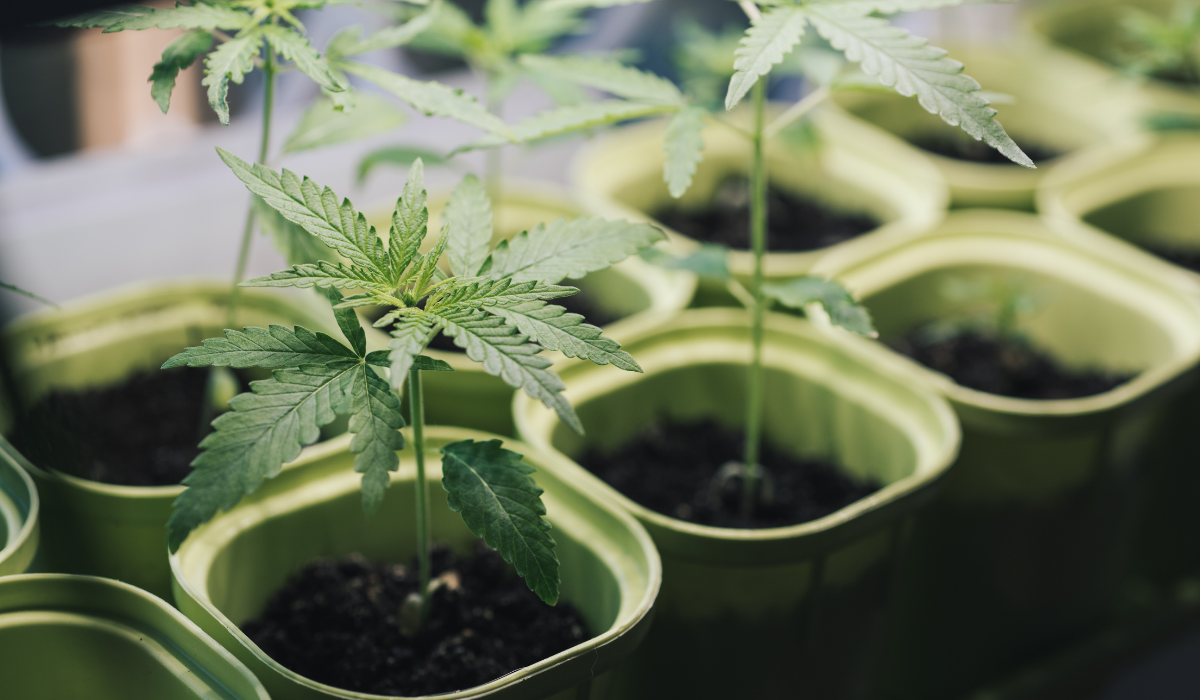 Seedlings-of-marijuana-in-small pots