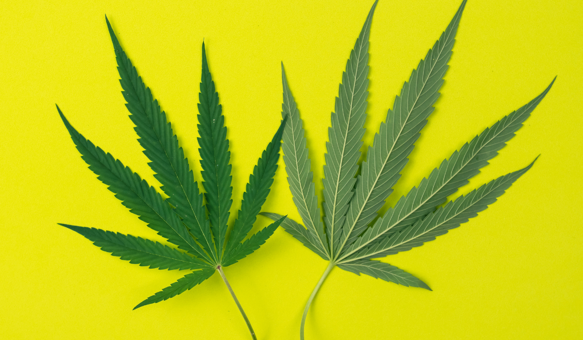 Two-leaves-of-marijuana-with-yellow-background