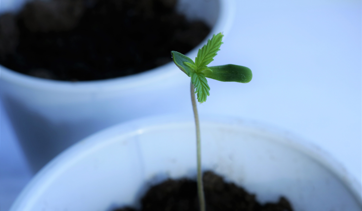 baby cannabis seedling in a white pot
