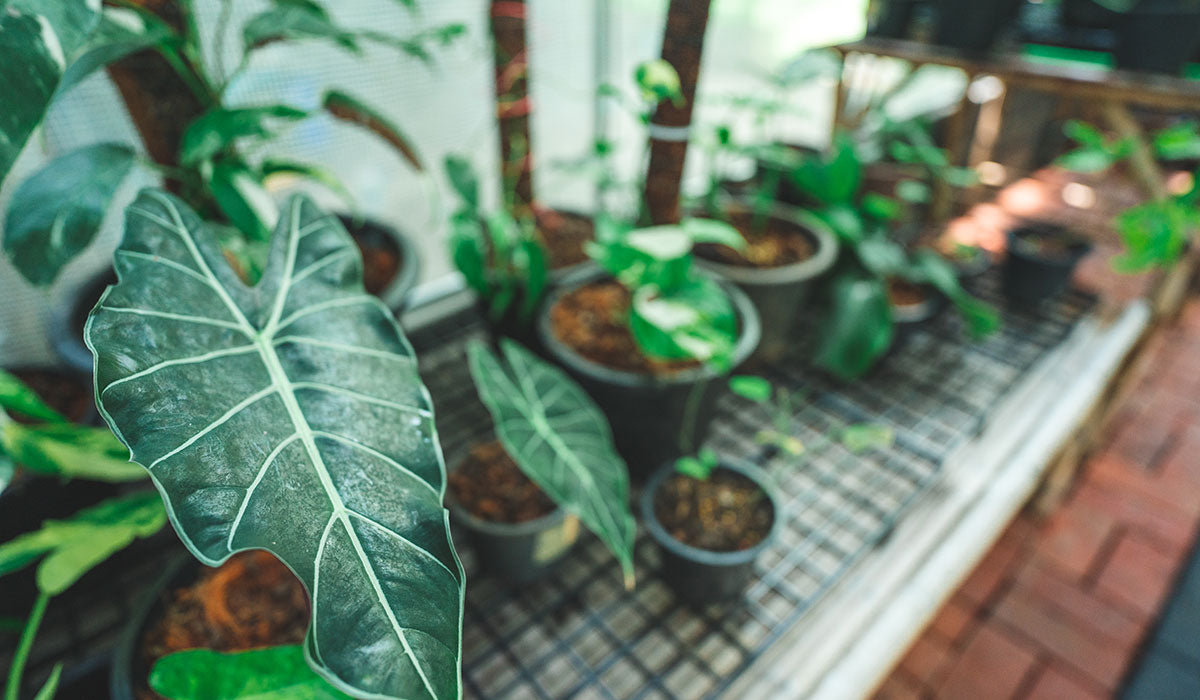 Plant growing in tight house