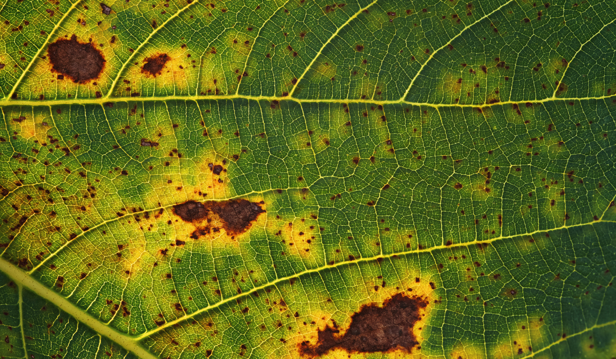 brown-spots-on-the-figs-leaf-cause-plant-disease