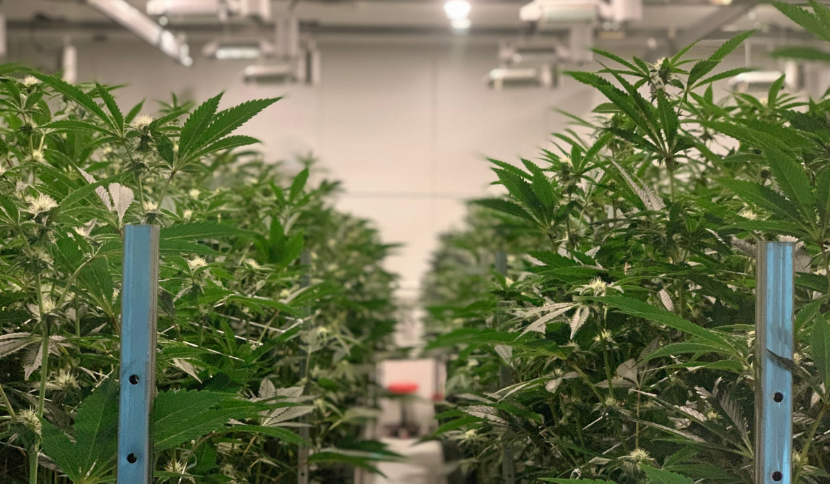 cannabis indoor farm