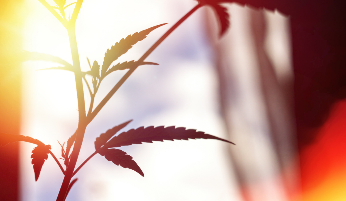 cannabis-plant-against-morning-sun