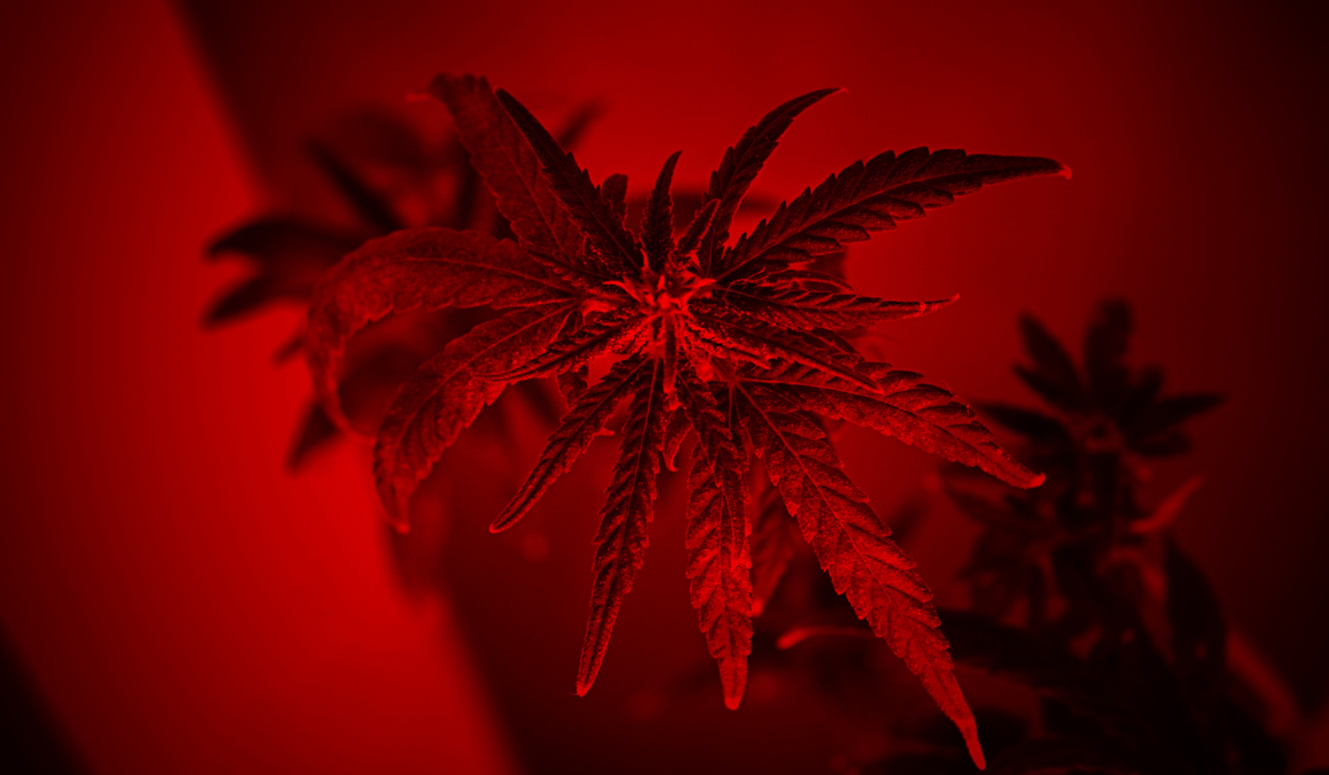 Cannabis plant with red light