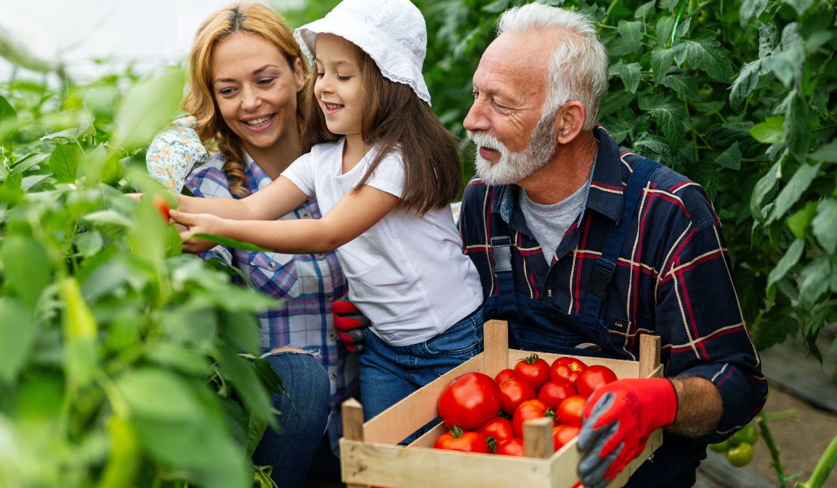 grandfather-growing-organic-vegetables-with-family