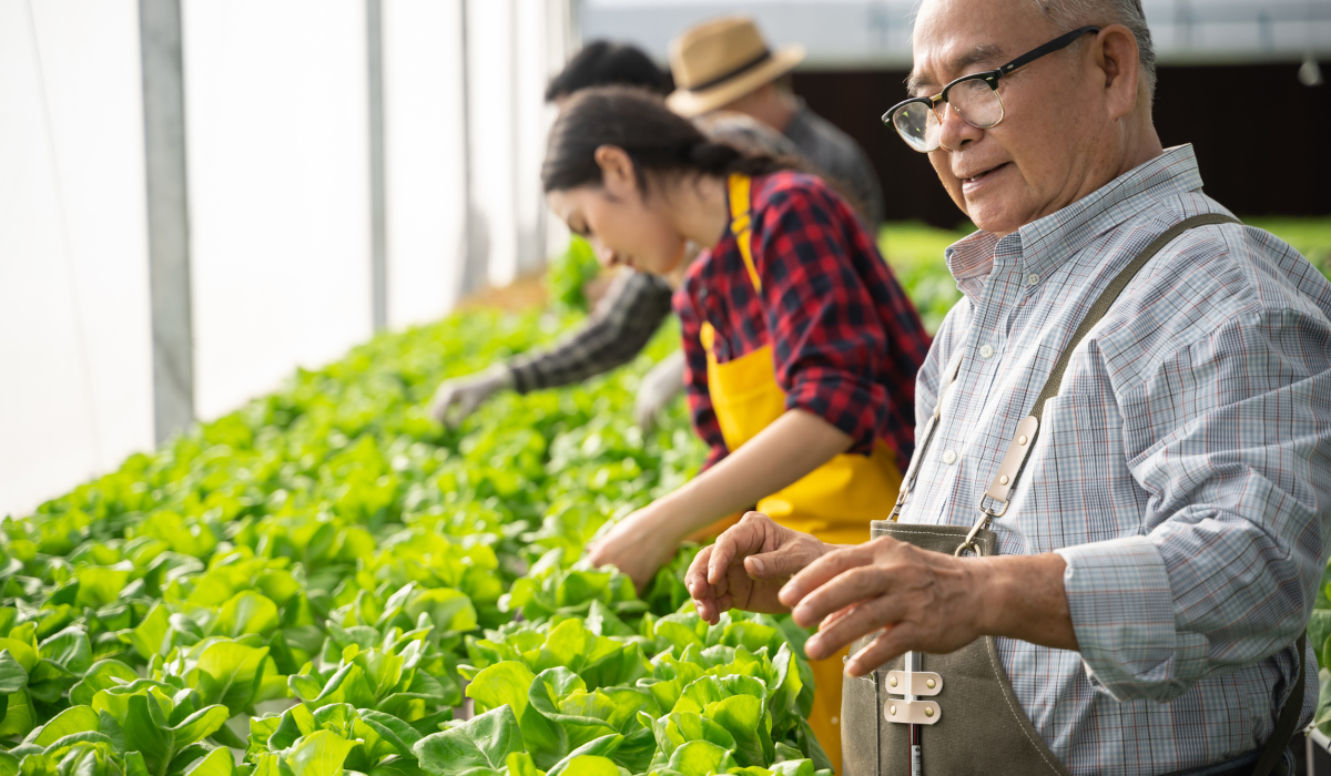 group-of-worker-checking-quality-of-organic-vegeta