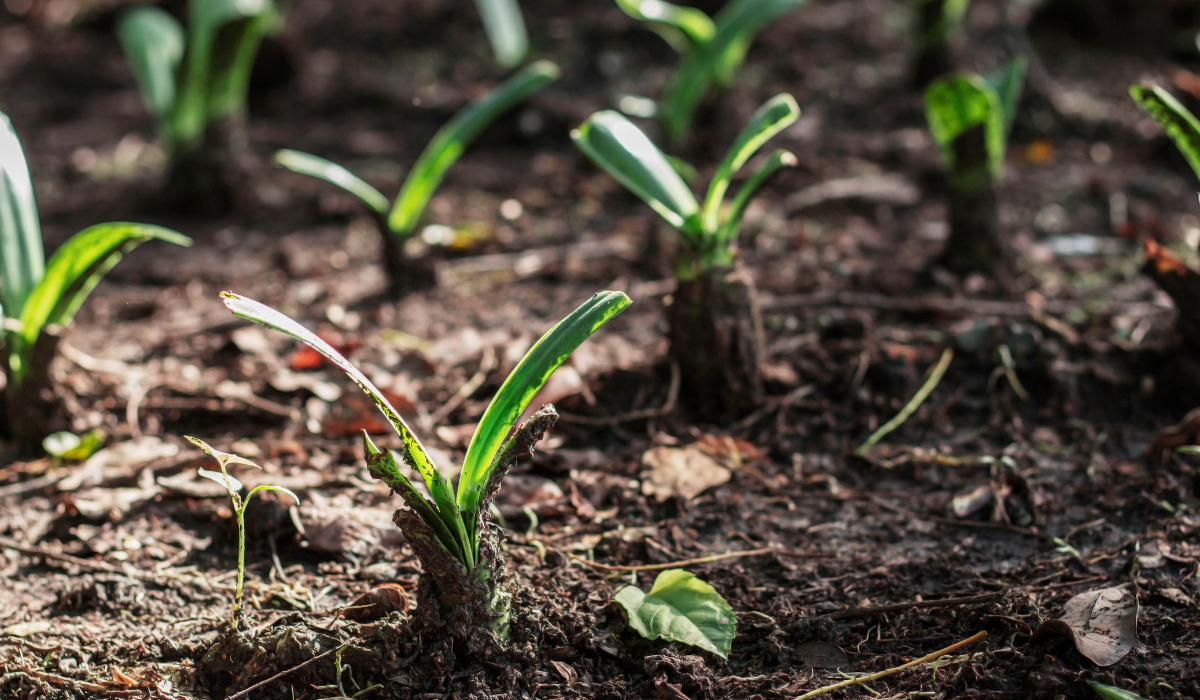 Grow-of-plants-in-the-garden