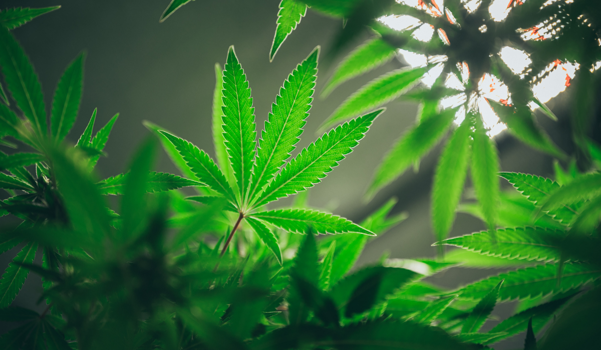 growing-cannabis-indoors-hemp-cultivation-technique
