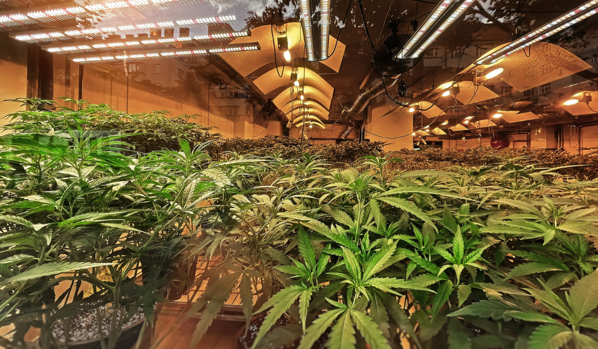 indoor cannabis grow plantation with plants under