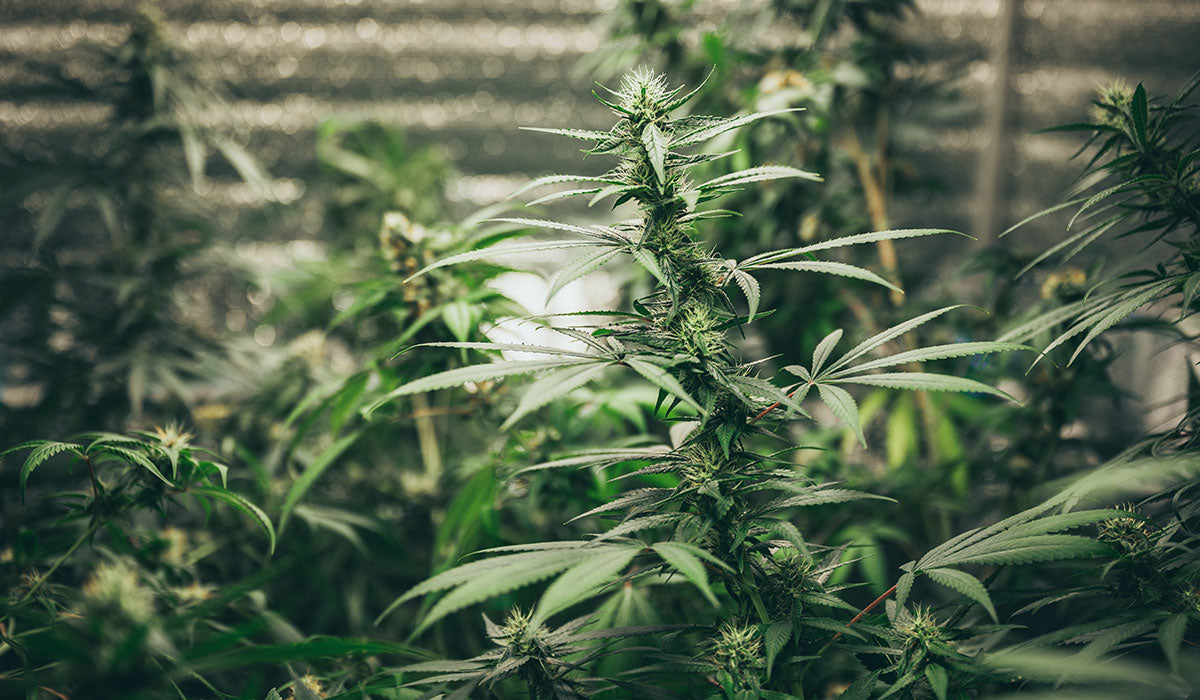 Marijuana plant that grows indoor