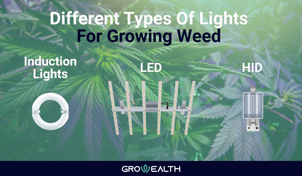 3 Different types of light for growing weed indoor