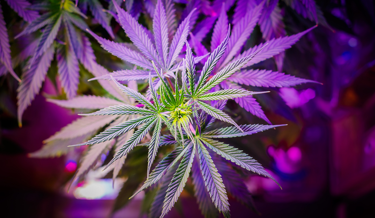 marijuana-plant-low-light-led-purple