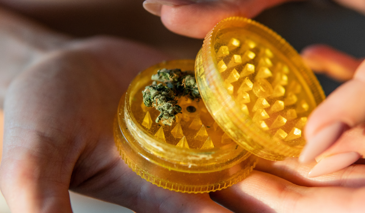 medical-marijuana-plant-in-a-spiral-grinder