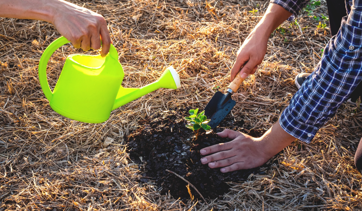 people-planting-a-tree-in-soil