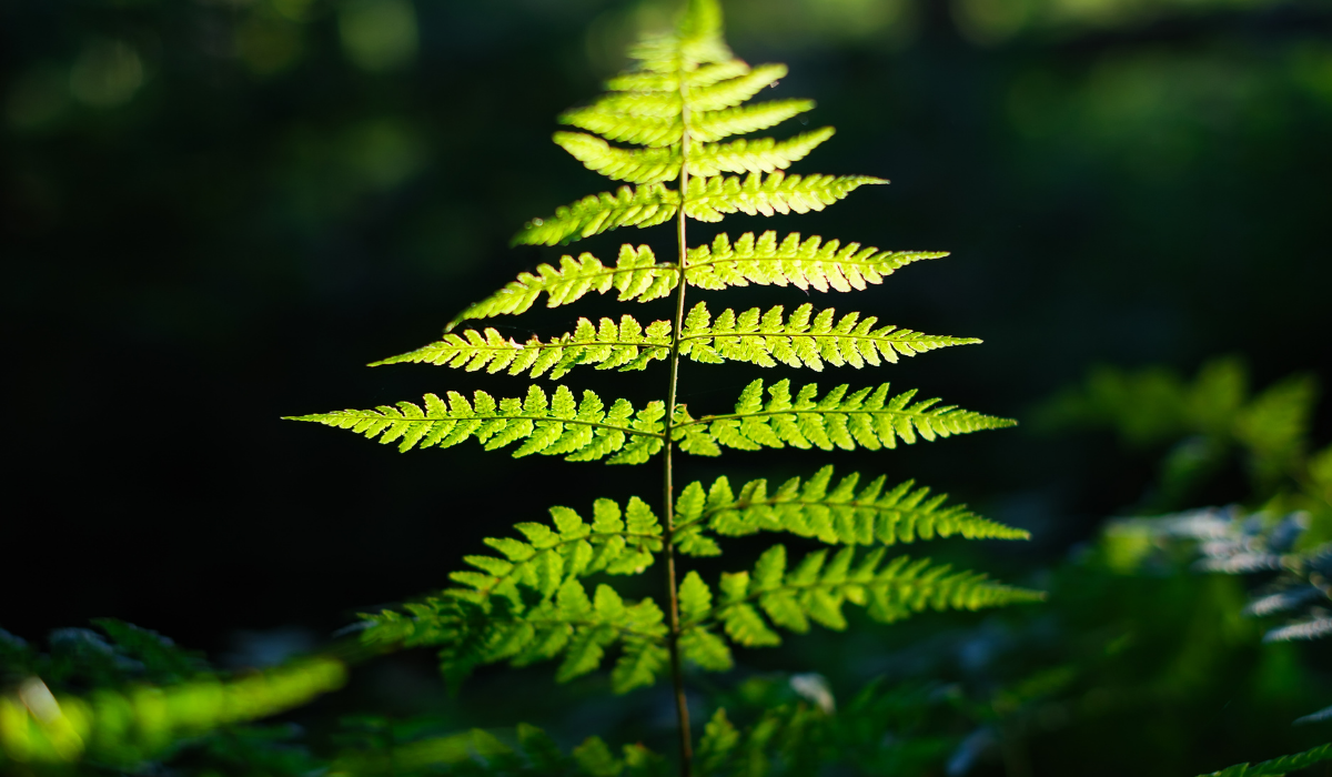 sunlight-through-the-plants-in-the-forest