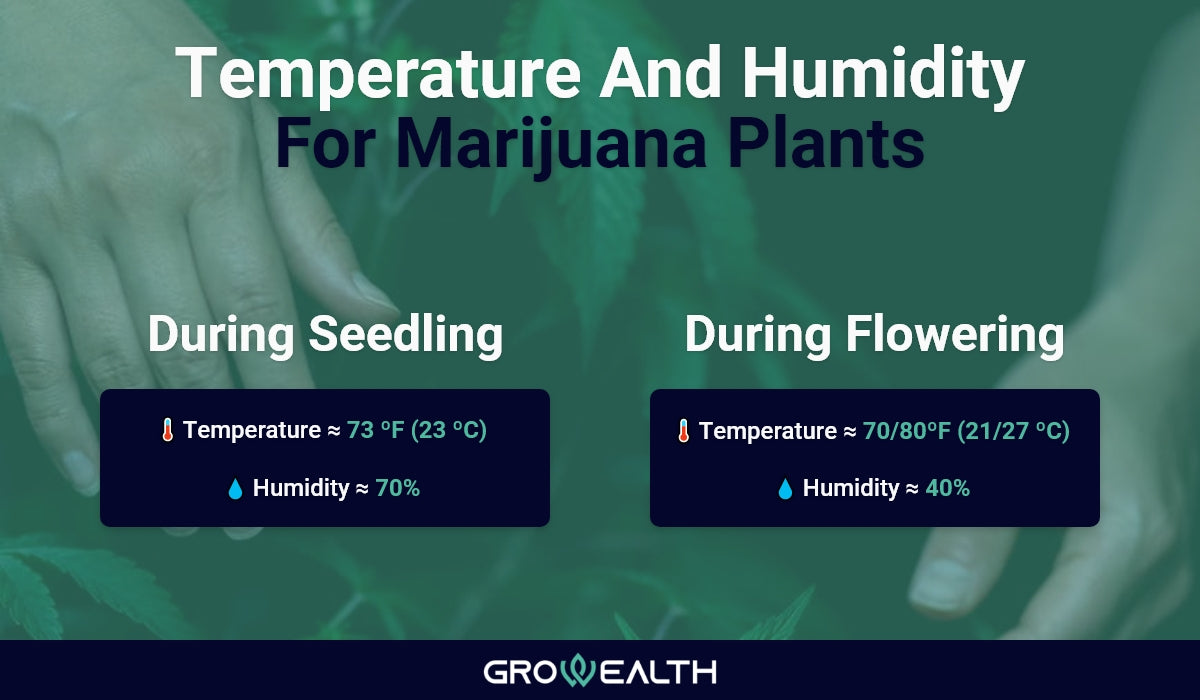 The perfect temperature and humidity for cannabis plants
