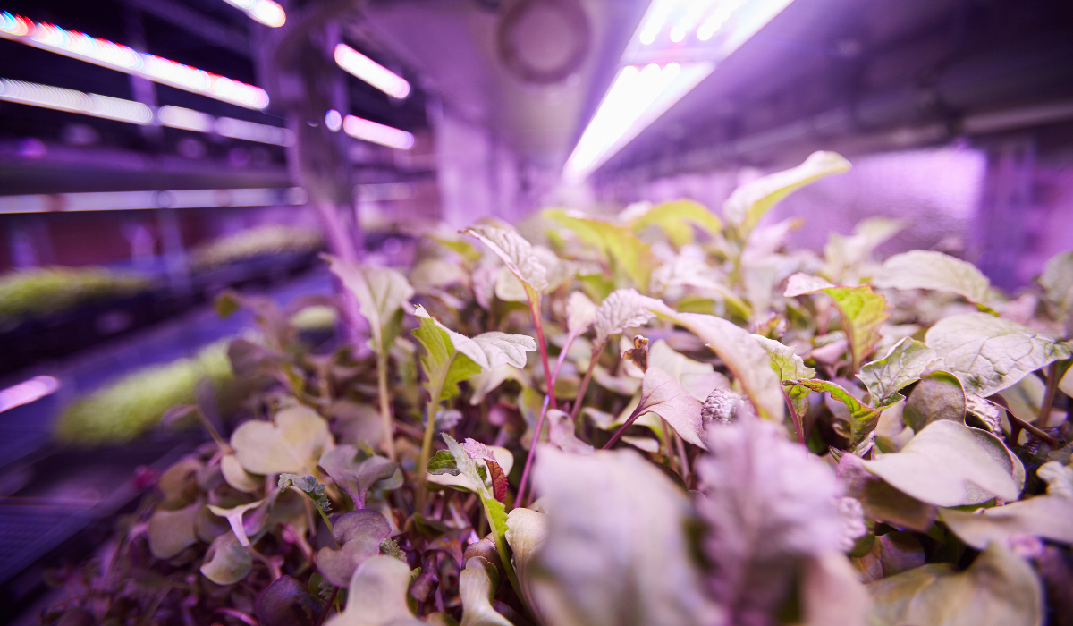  young-seedlings-in-greenhouse