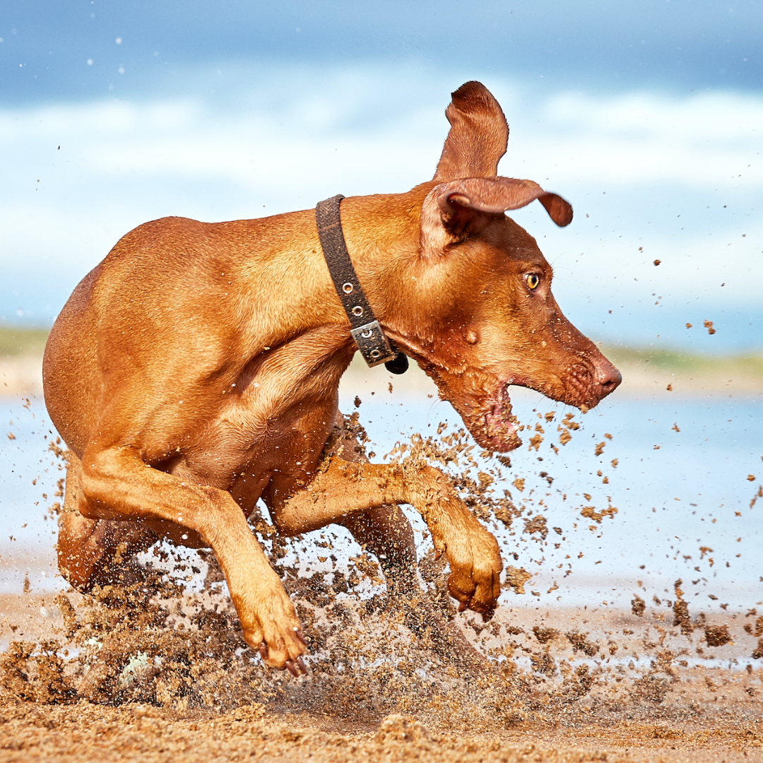 why do puppies have zoomies