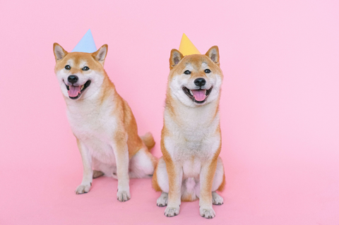 Party pups ready for Snack at Franks pup cakes 