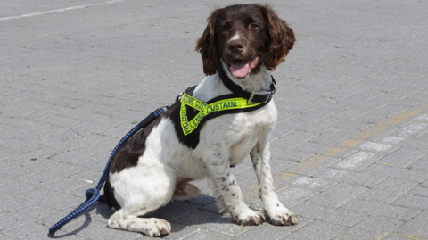 sniffer dog - dogs with jobs 