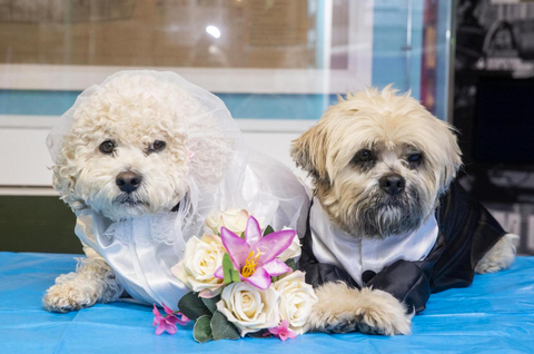 gay dog wedding ni