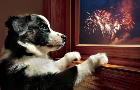 UK Fireworks Company Advice for Dogs