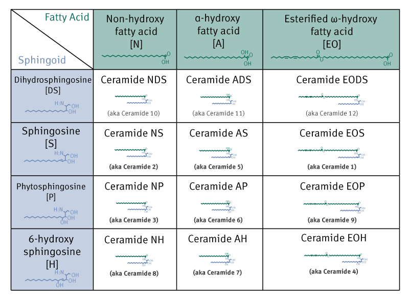 12 Sub-Classes of Ceramides