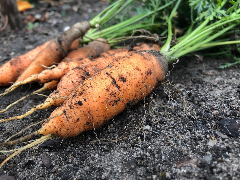 Frisch geerntete Karotte
