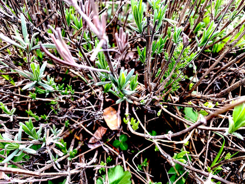 Nuevo crecimiento de una planta de lavanda en primavera