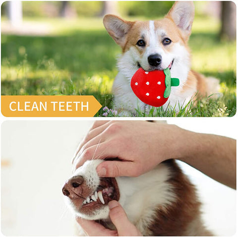 Toozey-DogToys-Clean-Teeth
