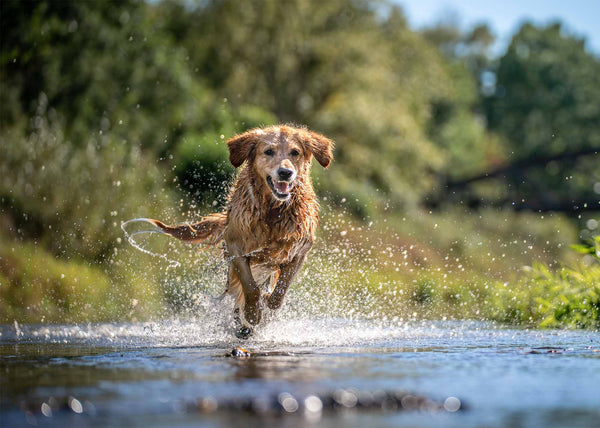 Hund der durchs Wasser läuft