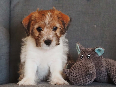 Filou als Welpe mit Kuscheltier