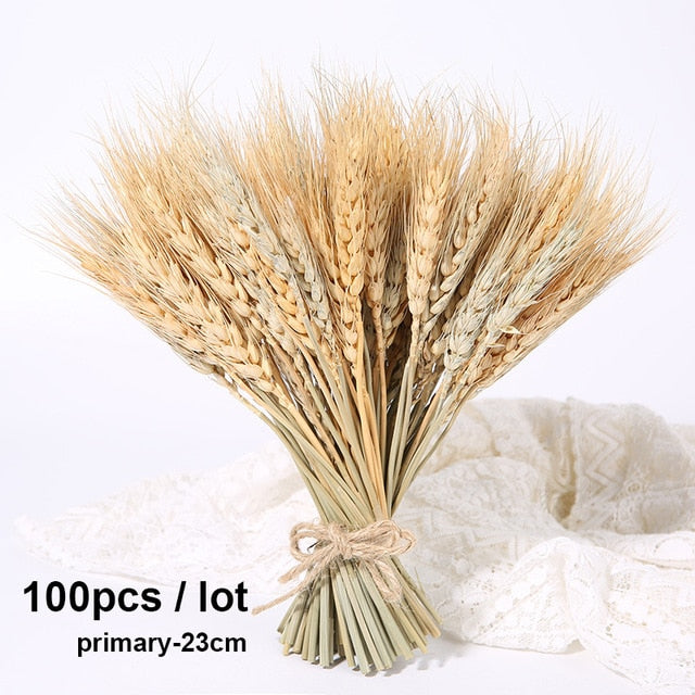 Bulrush Natural Dried Small Pampas Grass Phragmites Artificial Plants