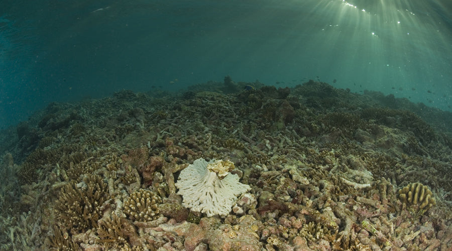 Zombie Coral Reefs