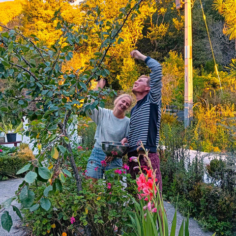 Picking damson plums