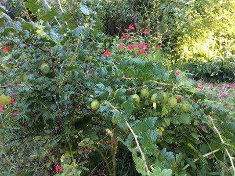 Gooseberry plants are another useful part of the "bush" layer of the Food Forest