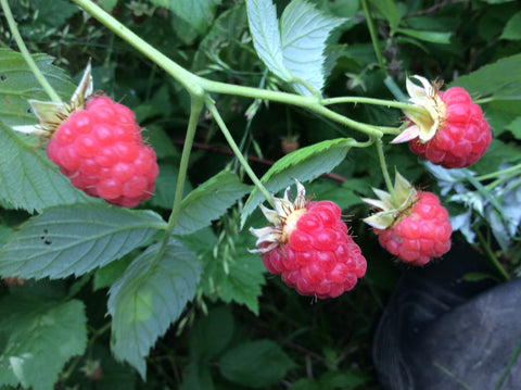 Raspberry plants are encouraged to grow wild throughout the Food Forest